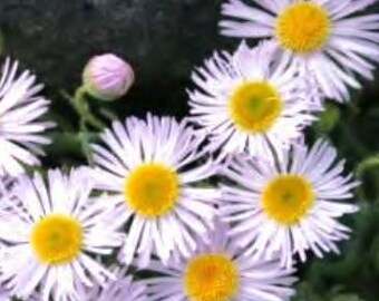 GLACIER, PEREGRINE FLEABANE Erigeron glacialis Perennial, 50 Seeds