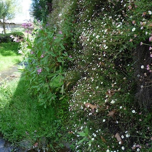 MEXICAN FLEABANE Erigeron karvinskianus Perennial, 25 Seeds