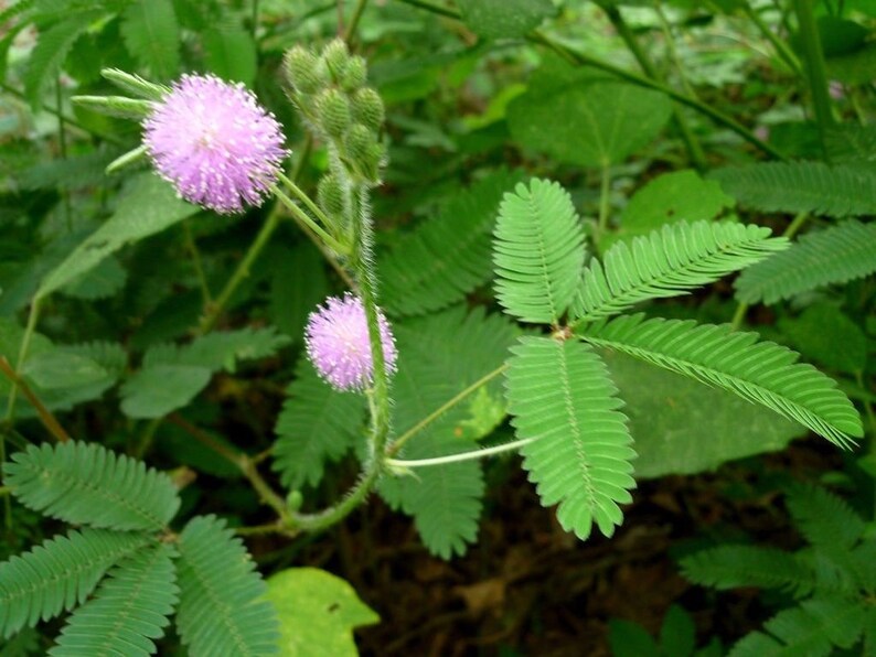 SENSITIVE PLANT MIMOSA Pudica Touch Me Not Moves When Etsy