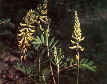 CANADA MILKVETCH Astragalus canadensis Perennial 50 Seeds
