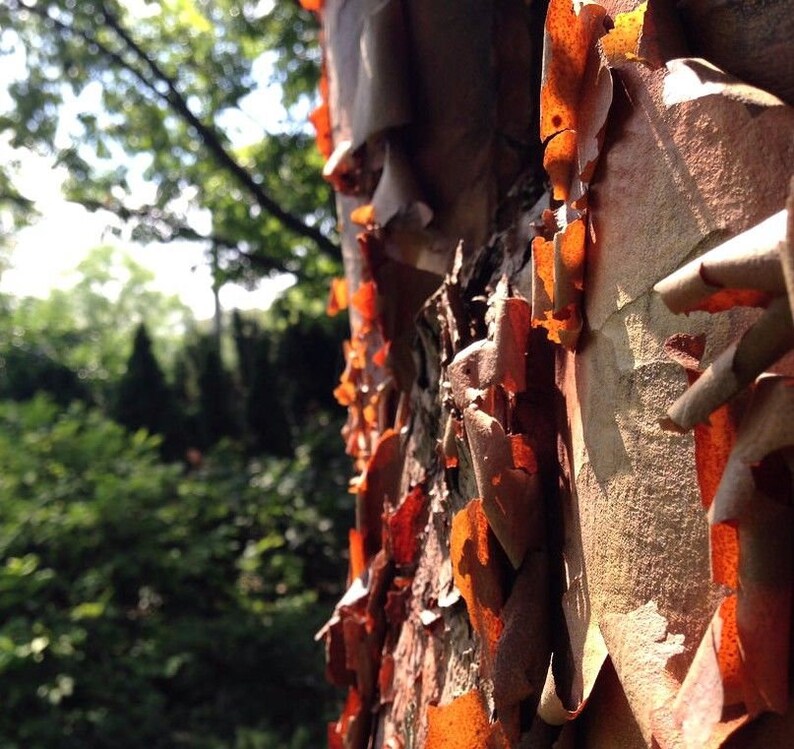 paperbark maple bark paperbark maple bark