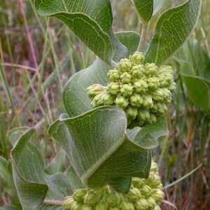 SHORT GREEN MILKWEED Rare Asclepias Viridiflora Monarch Butterflies 5 Rare Seeds image 3