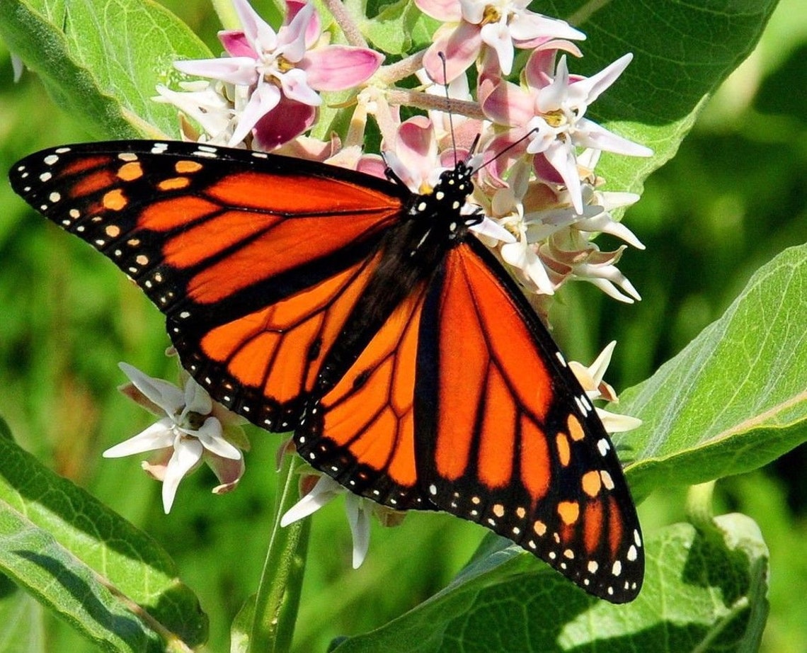 SHOWY MILKWEED Asclepias Speciosa Monarch Butterfly Perennial Etsy