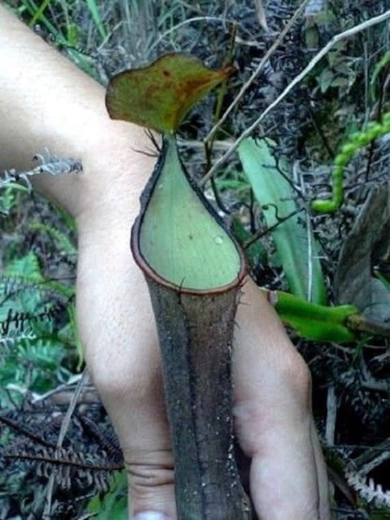 PITCHER PLANT NEPENTHES Ramispina Exotic Carnivorous 5 Rare Seeds