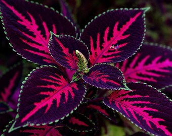 COLEUS NEW TYPES Mix, 8 seeds