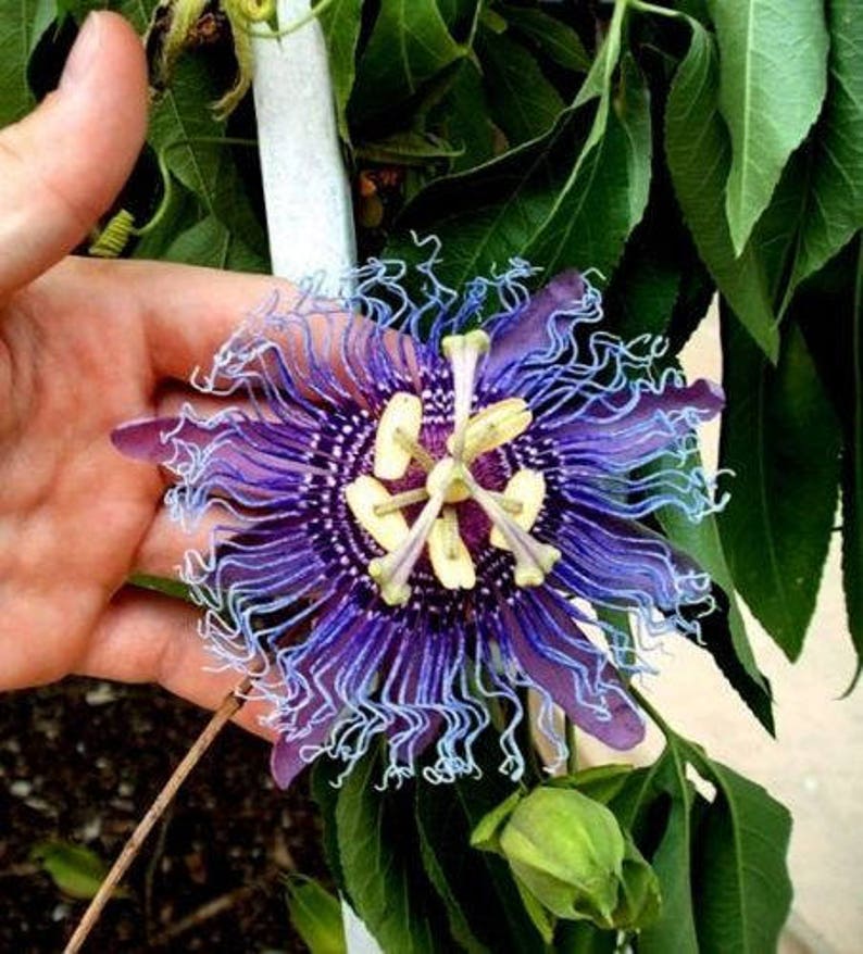 Hardy PURPLE PASSION FLOWER Vine Passiflora Incarnata Climbing Vine 5 Seeds image 6