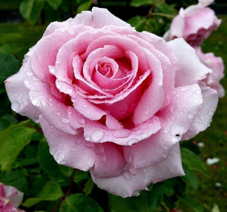 PINK BUSH ROSE Rosa Hardy Zones 39 Double Flowers Shrub 5 Etsy