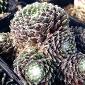 TENUES D'ARAIGNÉES POULES ET POUSSIN Sempervivum Arachnoideum Evergreen Succulent 10 graines image 5