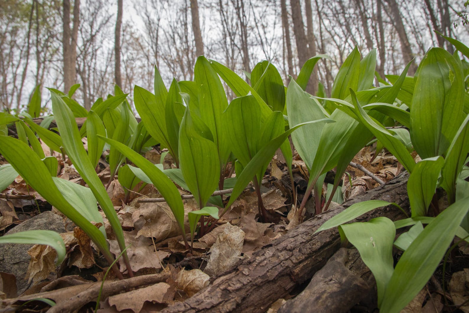 WILD LEEK Allium Tricoccum Hardy Perennial Woodland Native Etsy