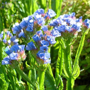 Peut inclure: Un groupe de fleurs bleues avec des centres roses fleurissent sur des tiges vertes. Les fleurs sont disposées en un bouquet lâche et naturel.