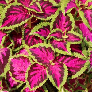 Huge Leaves! COLEUS ROSE Pink Fuchsia White Green 15 Seeds