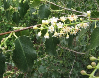 HOLLYLEAF CHERRY, EVERGREEN, Islay Prunus ilicifolia, 3 Rare Seeds