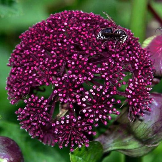 Giant Korean ANGELICA GIGAS Red Purple Dark Stem Perennial Large