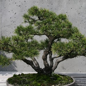 MUGO PINE Pinus Maghus Evergreen Dwarf Tree Coniferous Bonsai, 20 Seeds image 3