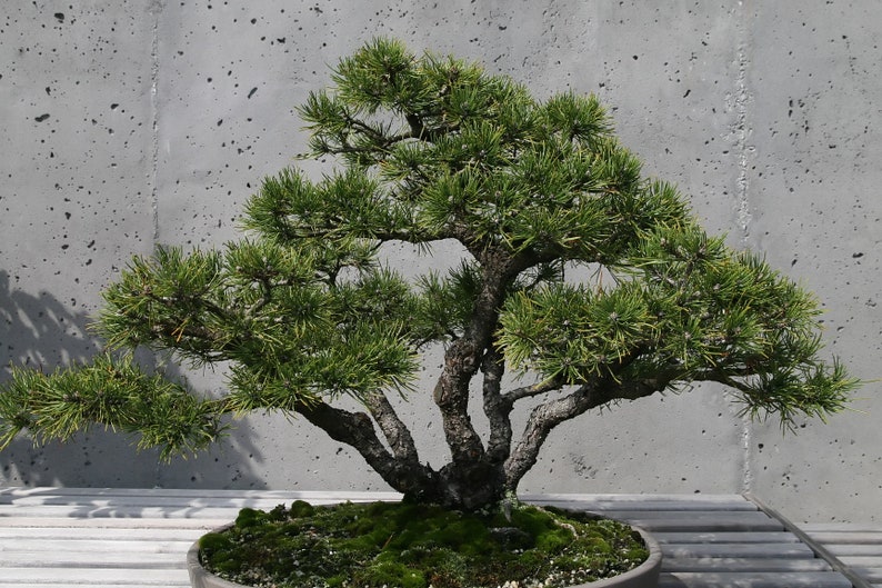 MUGO PINE Pinus Maghus Evergreen Dwarf Tree Coniferous Bonsai, 20 Seeds image 3