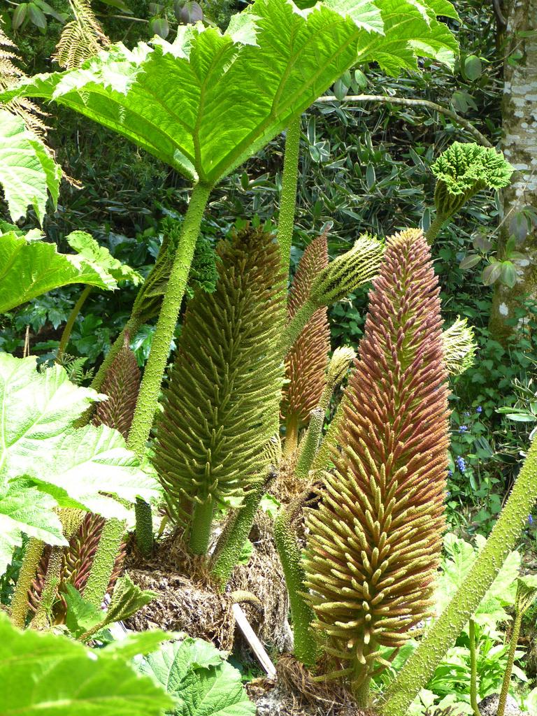 GUNNERA MANICATA Ruibarbo exótico, generoso, masivo, enorme y gigantesco,  resistente, 15 semillas - Etsy México, image size:768x1024