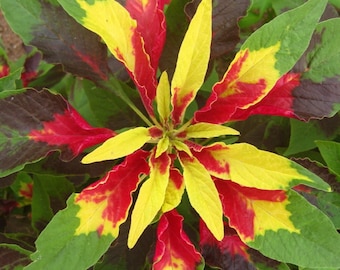 AMARANTH 'PERFECTA' Amaranthus tricolor, 40 seeds