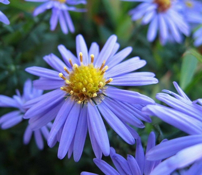 SMOOTH BLUE ASTER Symphyotrichum Laeve Hardy Perennial, 25 Seeds image 1
