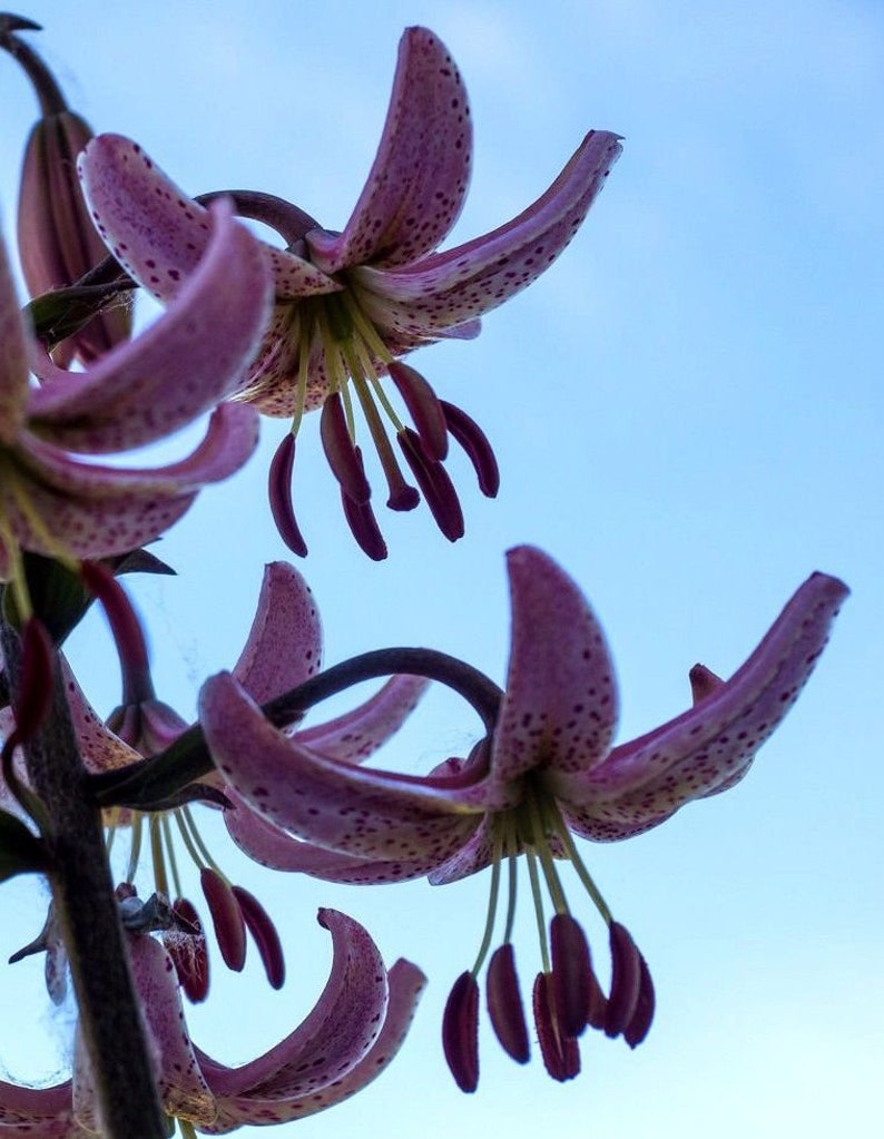 TURK'S CAP LILY Lilium Martagon Pink Mortagon Michigan Wildflower 10 Seeds image 7