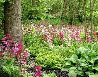 Rainbow PRIMULA CANDELABRA MIX Layered Bulleyana Hardy Perennial Primrose 20 Seeds