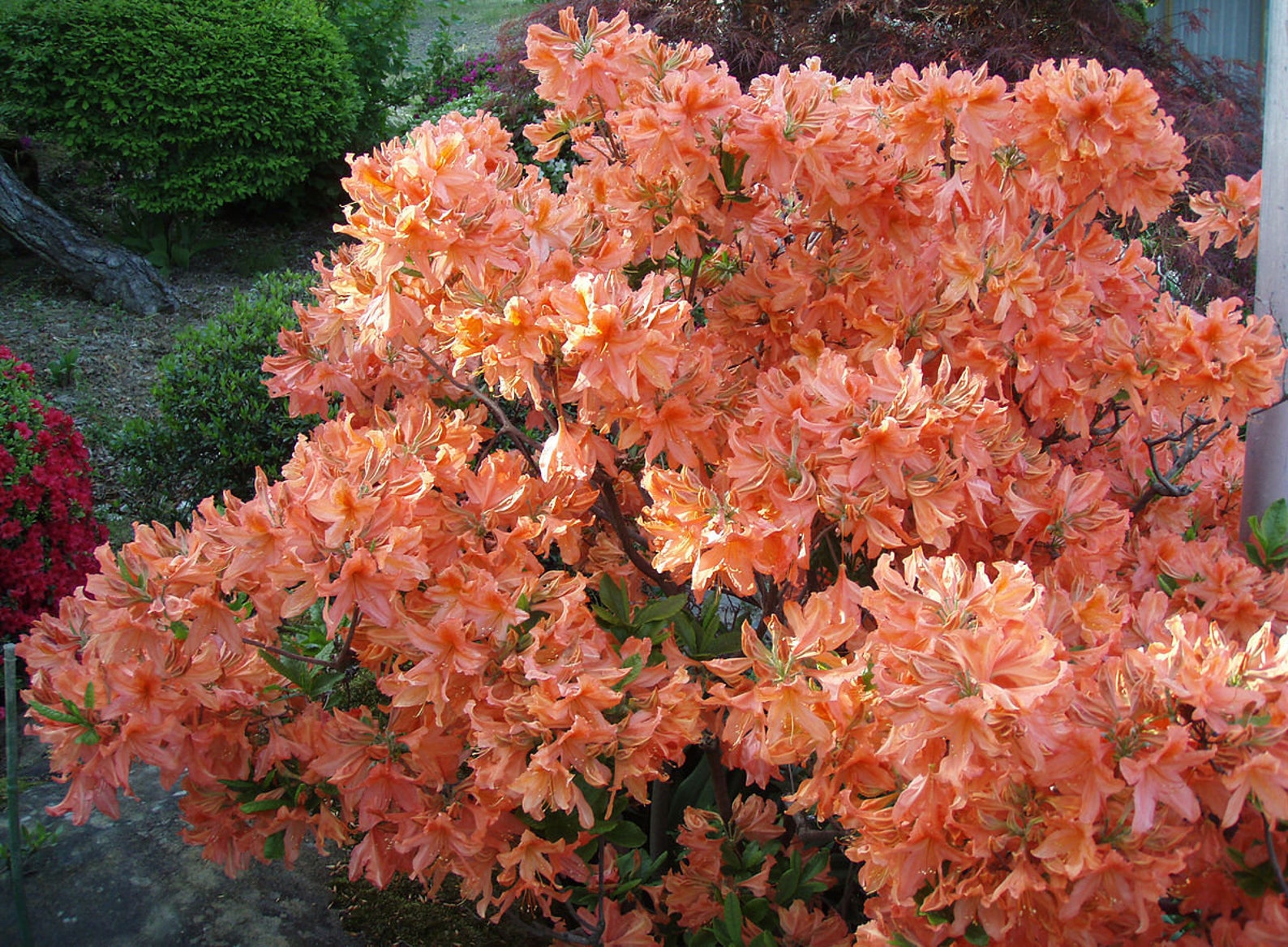 ORANGE AZALEA Japanese Salmon Rhododendron Japonicum Flowering Etsy
