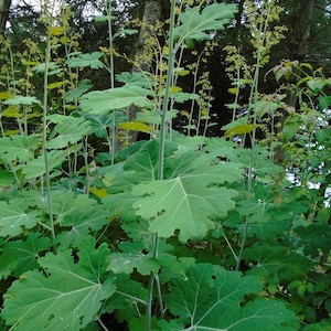 Huge PLUME POPPY Macleaya Cordata Giant Tall Hardy Perennial 15 Seeds image 4