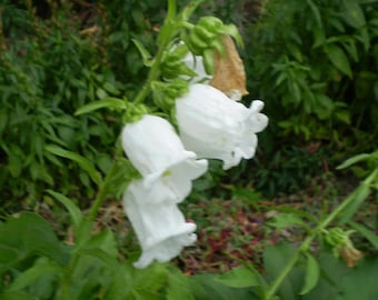 WHITE CANTERBURY BELLS, Cup & Saucer Campanula medium Perennial, 200 Seeds