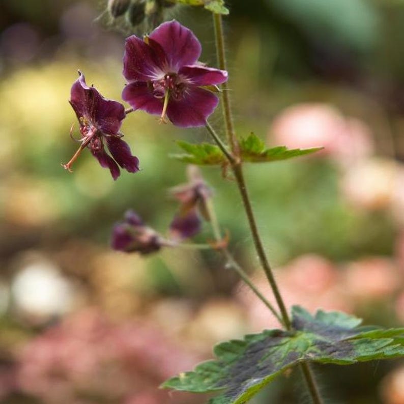 Ferri Seeds Geranium phaeum Samobor - Thumbnail 2