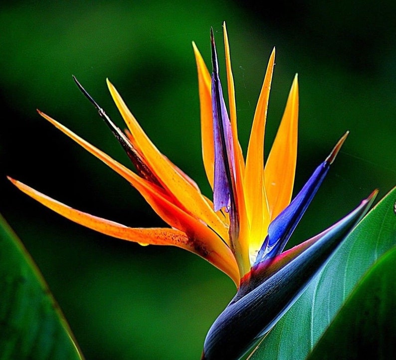 BIRD OF PARADISE Strelitzia Reginae Tropical Perennial - Etsy