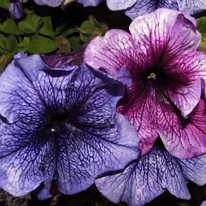 May include: Close-up of two purple and pink petunias with intricate veining. The flowers have a delicate, ruffled texture and are in full bloom.