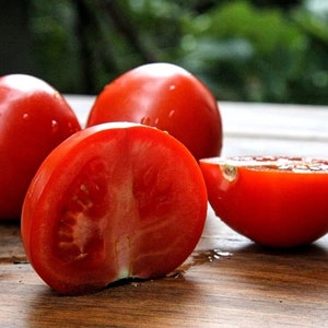 SHORT SEASON TOMATO Early Vegetable Lycopersicum Esculentum 48 Days 20 Seeds image 3