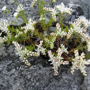 STONECROP WIDOW'S CROSS Seastar, Sedum pulchellum Shade Hardy Perennial Ground Cover, 50 Seeds