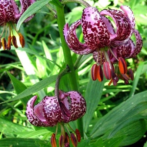 TURK'S CAP LILY Lilium Martagon Pink Mortagon Michigan Wildflower 10 Seeds image 2