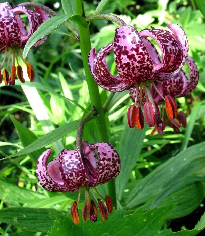 TURK'S CAP LILY Lilium Martagon Pink Mortagon Michigan Wildflower 10 Seeds image 2