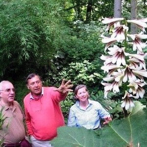 GIANT HIMALAYAN LILY Cardiocrinum Giganteum Yunnan Forms Bulb, Hardy Perennial, 10 Seeds image 1