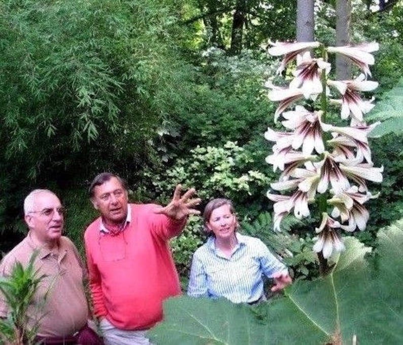 GIANT HIMALAYAN LILY Cardiocrinum Giganteum Yunnan Forms Bulb, Hardy Perennial, 10 Seeds image 1