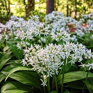 RAMSONS WILD GARLIC Allium Ursinum Hardy Perennial Woodland Native 10 Seeds image 2