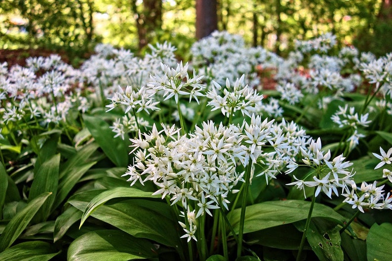 RAMSONS WILD GARLIC Allium Ursinum Hardy Perennial Woodland Native 10 Seeds image 2