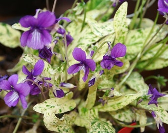 VARIEGATED VIOLA Mandshurica Hardy Perennial, 10 Rare Seeds