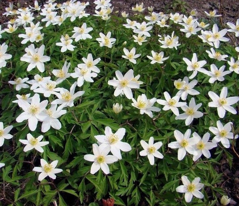 WOOD ANEMONE CANADA Canadensis Canadian Wildflower Wild Etsy
