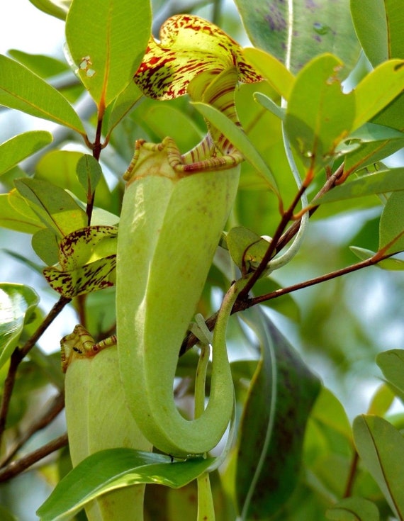 RAFFLES PITCHER PLANT Nepenthes Rafflesiana 5 Seeds RAFFLES PITCHER PLANT Nepenthes Rafflesiana 5 Seeds