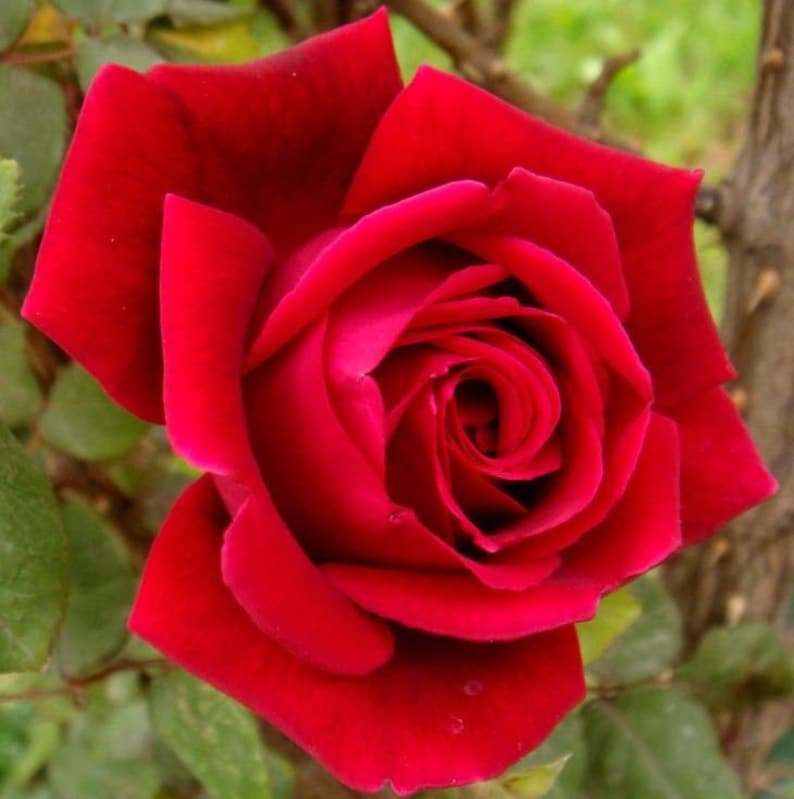 RED BUSH ROSE Hardy Zones 3-9 Scarlet Double Flowers Shrub | Etsy