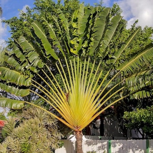TRAVELLERS PALM Ravenala Madagascariensis, 10 Rare Large Blue Seeds!
