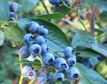 NORTHERN HIGHBUSH BLUEBERRY Vaccinium Corymbosum Hardy Shrub Antioxidant Berry, 20 Seeds