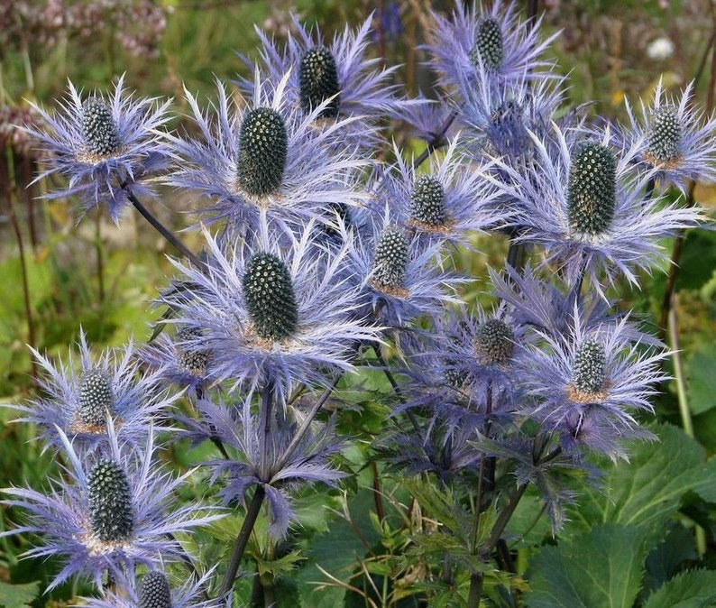 ALPINE SEA HOLLY Eryngium Alpinum Superbum Thistle Hardy Exotic Perennial, 10 Rare Seeds image 1