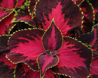 CHOCOLATE COVERED CHERRY Coleus Shade Large Rose Mahogany Red, 10 Seeds