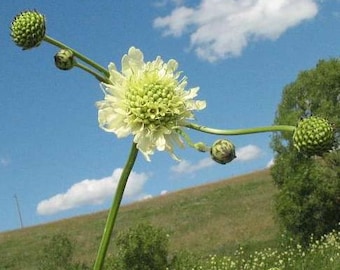 GIANT SCABIOUS, YELLOW Pincushion Cephalaria gigantea Perennial, 10 Seeds