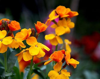 May include: A close-up shot of bright yellow and orange flowers with green stems. The petals are a vibrant yellow, with orange buds and petals. The background is a blurred mix of green and dark colours.