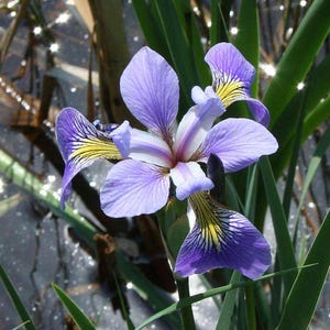 Peut inclure: Une fleur d'iris violette et jaune avec un centre blanc fleurit dans un marais. La fleur est entourée de roseaux verts et d'eau.