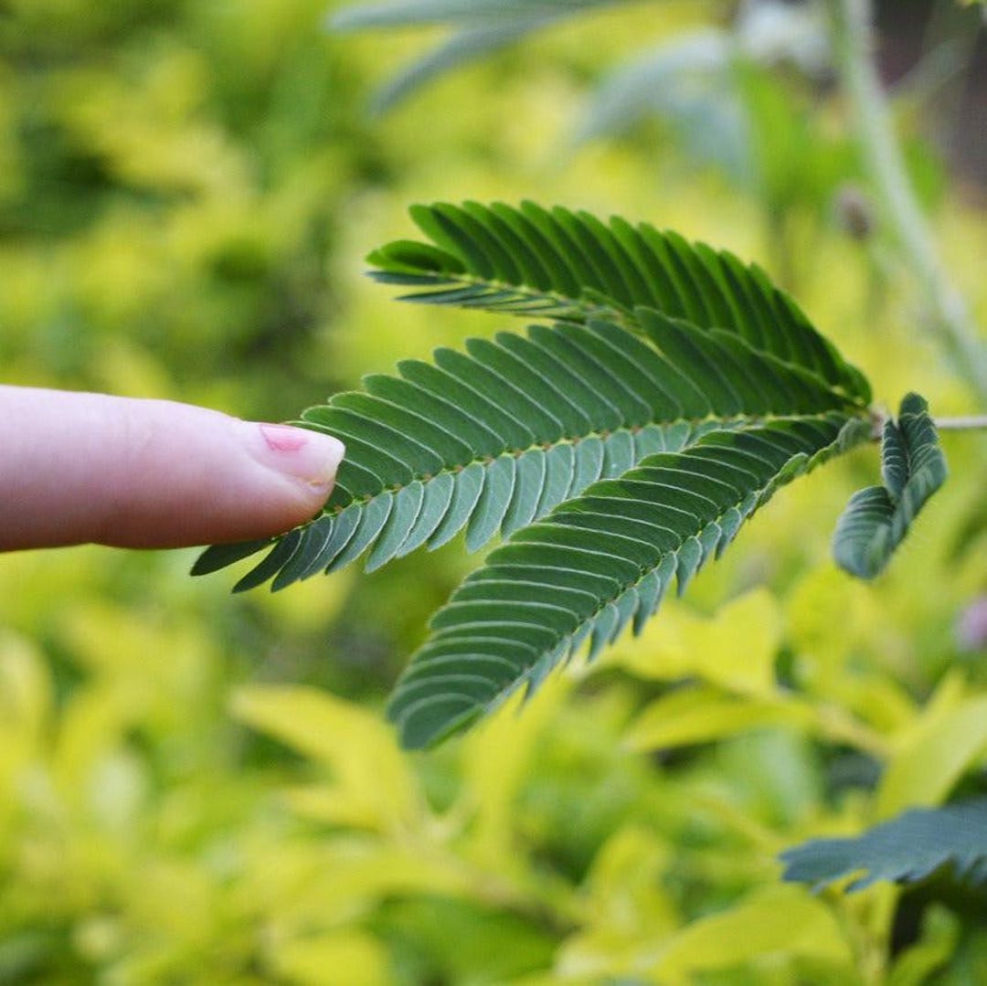 WILLVINE Mimosa Pudica, Touch me not, Lajalu, Sensitive Seed Price in